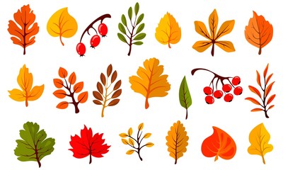Autumn colorful leaves set isolated on white background. Cartoon leaf collection in flat style. Vector illustration