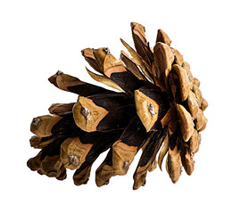 Brown pine cone on white background with clipping pass