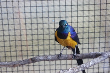 Endemic bird