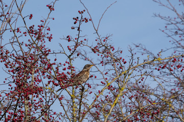 Fieldfare (Turdus pilaris) on a tree full of red berries at Southease in East Sussex