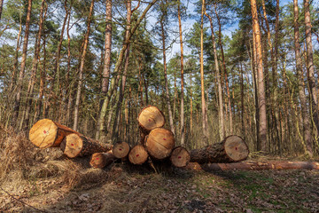 Bales of trees in the forest