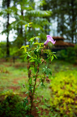 Botanical Garden in Brasilia, Brazil