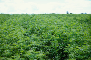 Cannabis plantation