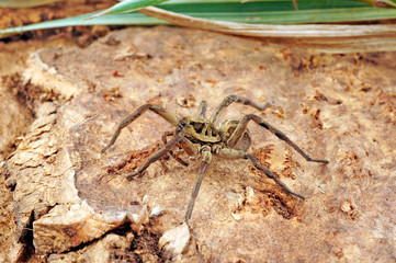 Tarantel aus Südafrika (Lycosa sp.) Wolf spider from south africa