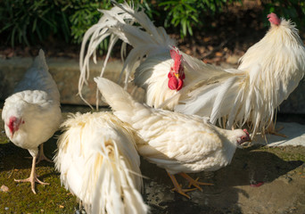伊勢神宮　内宮の神鶏（しんけい）