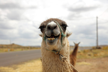 Obraz premium Lama (Lama glama) in Peru. Südamerika