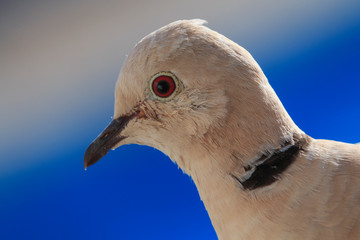 Eurasian collared dove, Streptopelia decaocto on the edge of balcony.