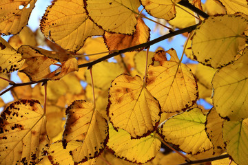 Lindenherbstblätter