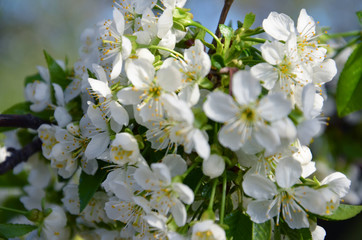 blooming apple tree