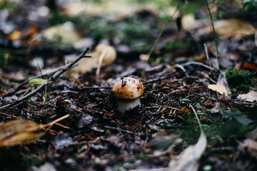 Mushrooms in Europe