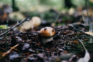 Mushrooms in Europe