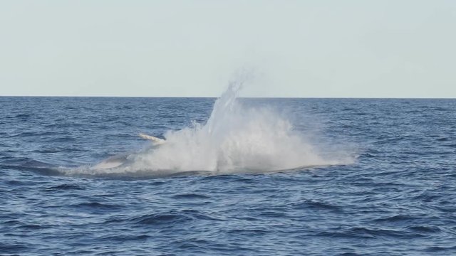 spectacular 17% slow motion shot of a humpback whale calf leaping at merimbula in new south wales, australia- originally recorded at 180p