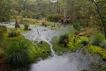 Lüneburger Heide