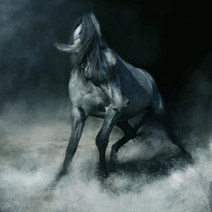 Fototapeta Arabian horse in dynamics, koń Arabski obraz