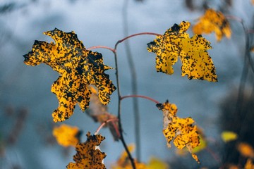 Foggy mornging with yellow mapple leaves on tree