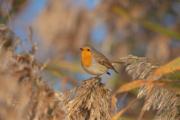 European robin on reed