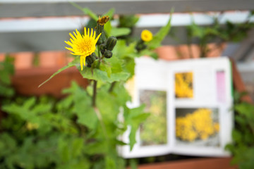 Identifying wild flower with botany field guide