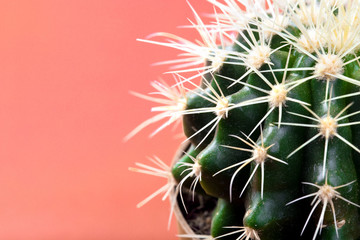 green cactus on a colored pink background
