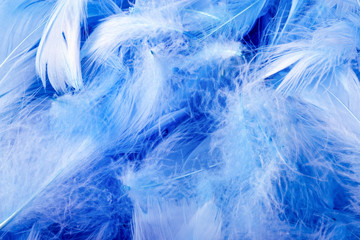 blue chicken decorative feathers, background image