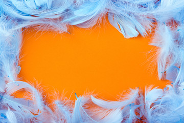 frame of decorative blue feathers on an orange background