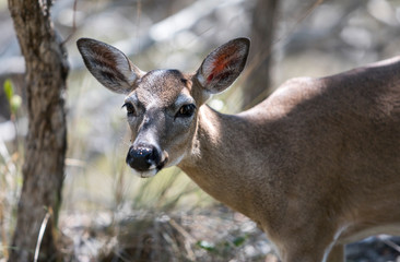 Florida Key Deer