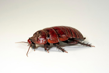 Rhino-Schabe (Macropanesthia rhinoceros) - giant burrowing cockroach