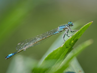 A blue-tailed damselfly sitting on a green leaf