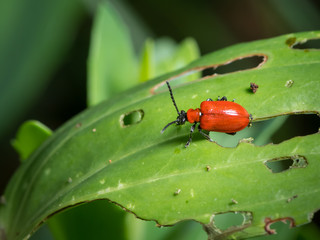 Scarlet lily beetle sitting on a green leaf with holes