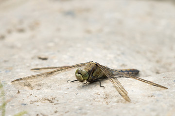 A female black-tailed skimmer sitting on the ground