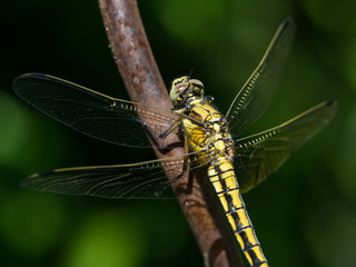 A female black-tailed skimmer sitting on a stem