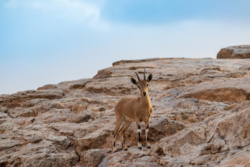 The Nubian Ibex