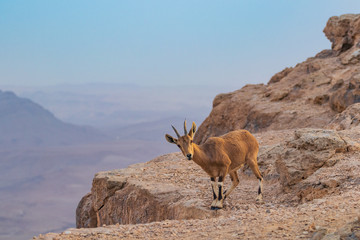 The Nubian Ibex