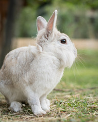 A white dwarf rabbit sitting in the grass, eating