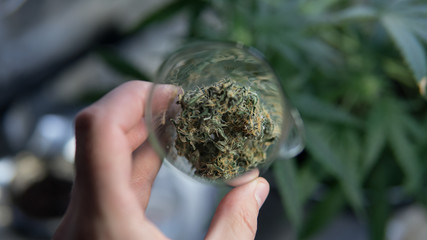 marijuana buds strains close-up