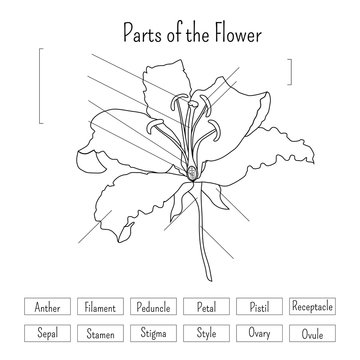 Parts of the flower worksheet in black and white. Lily flower anatomy.
