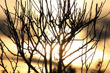 Feuer Eis Baum Heiß Kalt Sonne
