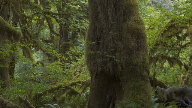 multi axis gimbal clip walking past a bigleaf maple tree trunk at hoh rain forest in olympic national park of the us pacific northwest