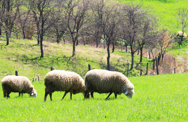 Obraz na płótnie Canvas sheep flock to the mountain