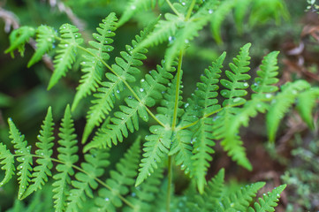 Taranaki, Around the Mountain Circuit, Egmont National Park, New Zealand