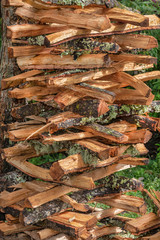 Freshly chopped wood logs. Tree logs to make fire as an energy source 