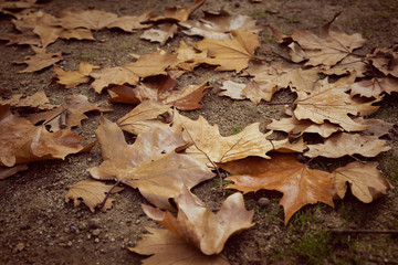Autum Leaves