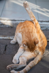 Male cat licking its crotch