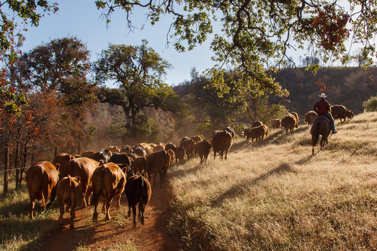 Cowboy riding horse by cattle drive