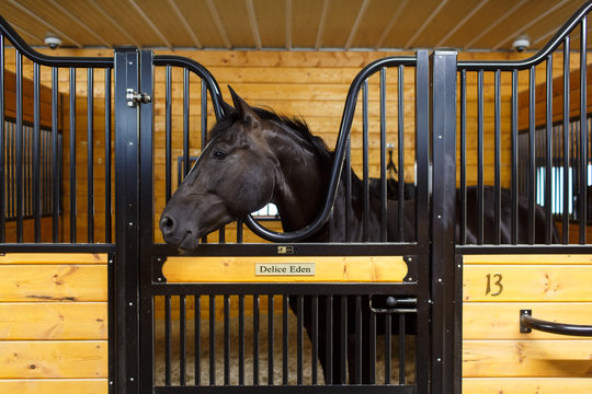 Horse Looking Out of Stall