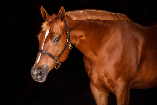 Side View Of Sorrel Horse