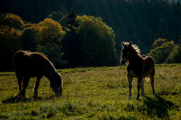 Młode konie na łące © Anna Granat