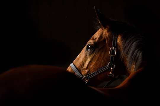 Horse Looking Over Shoulder in Low Light