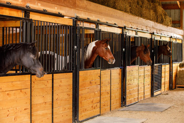Horses Looking Out of Stall