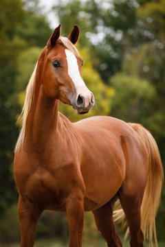 Arabian horse standing outdoors