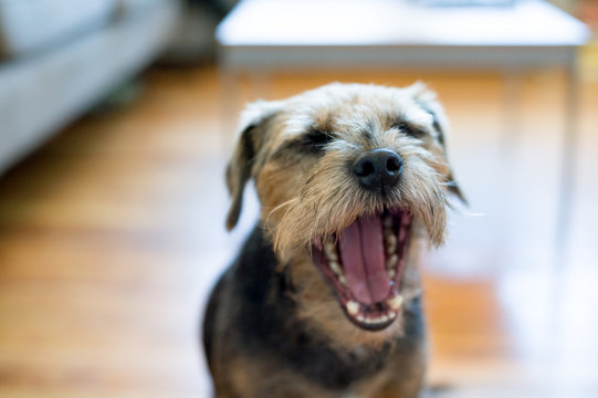 Border terrier yawning
